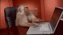 Typing Monkey GIF - Typing Monkey Computer GIFs
