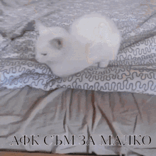 a white cat is laying on a bed with the words " afk cm za malko " written on the bottom