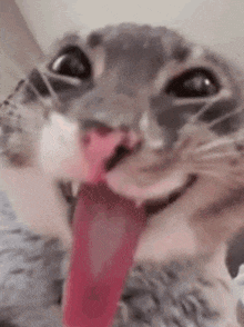 a close up of a cat 's face with its tongue hanging out .