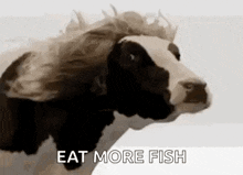 a cow with a wig on its head and the words `` eat more fish '' .