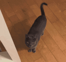 Alien Cat GIF - Alien Cat Abduction GIFs