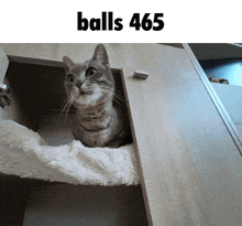a cat is sitting in a closet with the words balls 465 above it