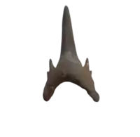 a fossil of a shark 's tooth is against a white background