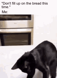 Dont Full Up On The Bread This Time Cat Vs Bread GIF - Dont Full Up On The Bread This Time Cat Vs Bread Cat GIFs