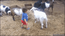 Goat Fail GIF - Goat Fail Denied GIFs