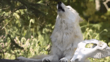Wolf Howling GIF - Wolf Howling Awoo GIFs