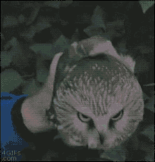 Owl Bird GIF - Owl Bird Mad GIFs