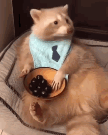 Eat Raccoon GIF - Eat Raccoon Hungry GIFs