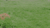 a man in a black and red costume stands in a grassy field
