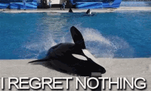 Orca Regret Nothing GIF - Orca Regret Nothing GIFs