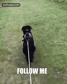 As It Is Follow Me.Gif GIF - As It Is Follow Me Dog Animals GIFs