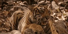 Tiger Roar GIF - Tiger Roar Rawr GIFs