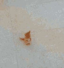 Orange Cat Standing GIF - Orange Cat Standing GIFs