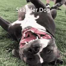 Skander Skander Dog GIF - Skander Skander Dog Dinostan GIFs
