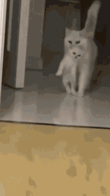 a white cat is walking on a tiled floor in a room