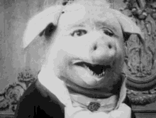 Snicker Pig GIF - Snicker Pig GIFs