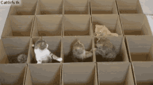 Kittens Cute Animals GIF - Kittens Cute Animals Pets GIFs