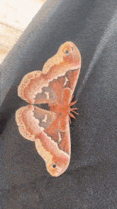 a close up of a moth 's wings with a black eye