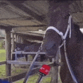 Horse Interview GIF - Horse Interview Microphone GIFs