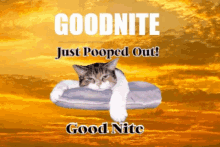 Cat Pooped Out GIF - Cat Pooped Out Good Night GIFs