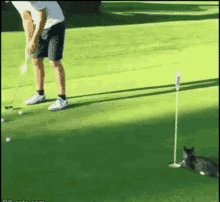 Golf Cat GIF - Golf Cat Block GIFs