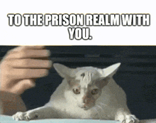 Prison Prison Realm GIF - Prison Prison Realm Cat GIFs