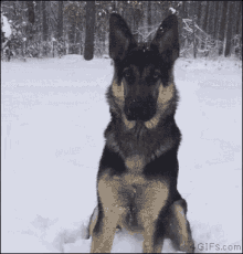 Dog Searches GIF - Dog Searches For GIFs