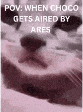 a close up of a cat 's face with the words pov when choco gets aired by ares