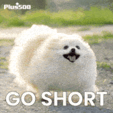 Short Trading Go Short GIF - Short Trading Go Short Shorting GIFs