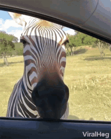 Viralhog Zebra GIF - Viralhog Zebra Singing Zebra GIFs