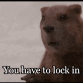 a close up of a beaver with the words `` you have to lock in ''