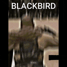 Blackbird Black GIF - Blackbird Black Warrior Arabic GIFs