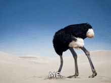 an ostrich with its head in the sand with the word me below it