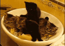 Kitten Salad GIF - Cats Kittens Shocked GIFs