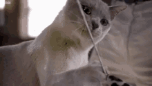 Cat Cat Playing GIF - Cat Cat Playing Play Time GIFs