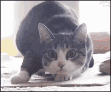 Shaq Shimmy GIF - Shaq Shimmy Cat GIFs
