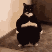 GIF