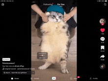 Cats Funny Cats GIF - Cats Funny Cats Dancing Cat GIFs