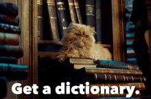 Get A Dictionary GIF - Mrs Norris Cat Harry Potter GIFs