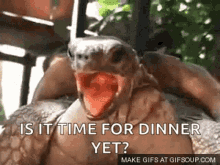 Turtle Is It Time For Dinner GIF - Turtle Is It Time For Dinner GIFs