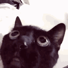 Berendal Funny Cat Gif624 GIF - Berendal Funny Cat Gif624 GIFs