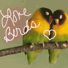 Lovebirds Cuddle GIF - Lovebirds Cuddle Hug GIFs
