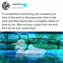 two ducks are swimming in a pool next to a picture of a man