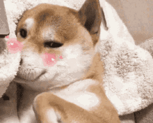 Shiba Cute GIF - Shiba Cute Dog GIFs