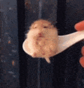 a person is holding a hamster on a spoon .