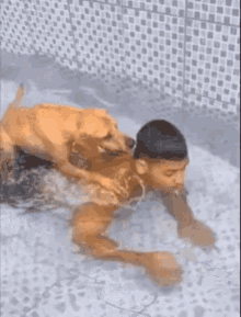 Dog Drowning Man GIF - Dog Drowning Man GIFs