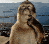 a close up of a monkey 's face with mountains in the background