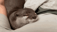 otter relax comb sleep cute