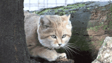 Sand Cat Sandcat GIF - Sand Cat Sandcat Cat GIFs