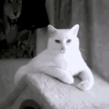 Cattitude White Cat GIF - Cattitude Cat White Cat GIFs